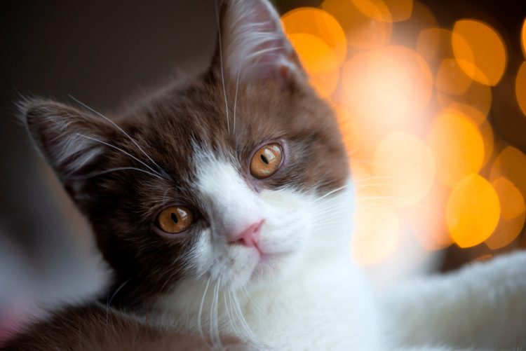 Bokeh photography effect - Cat