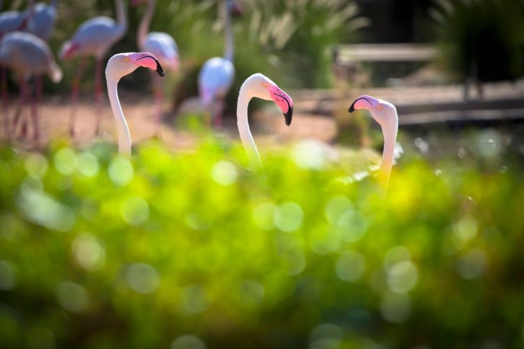 Bokeh photography effect - Flamingo birds