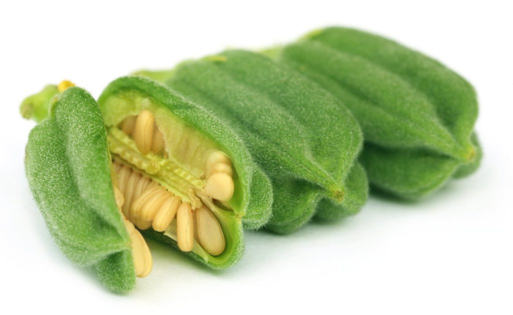 Fresh sesame seeds in seed pods