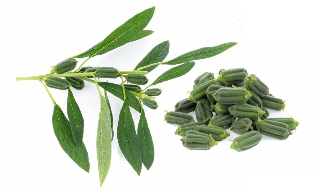 Sesame plants and seed pods