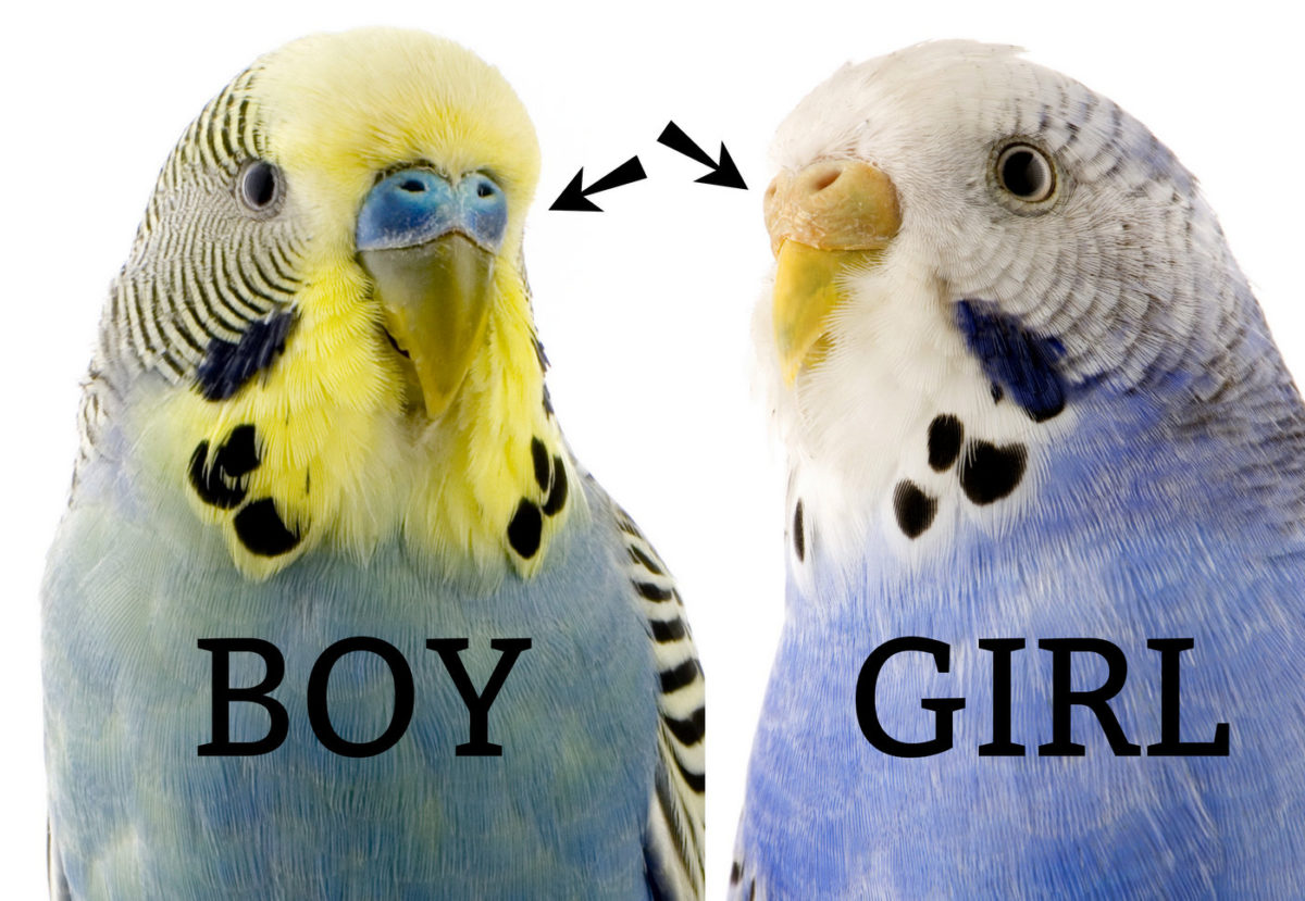 How can you tell if a parakeet is male or female?