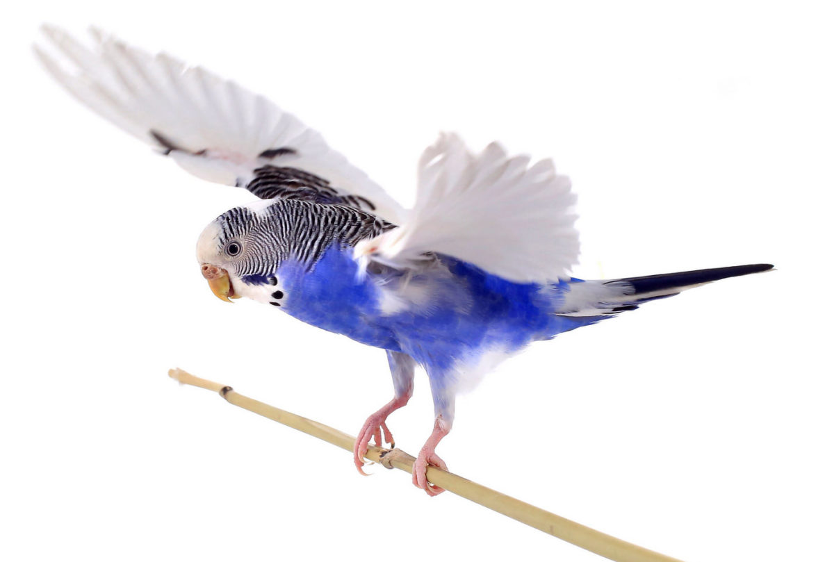 How Can You Tell If A Parakeet Is Male Or Female? - FindersFree.com