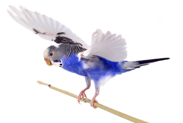 Budgie - parakeet flying