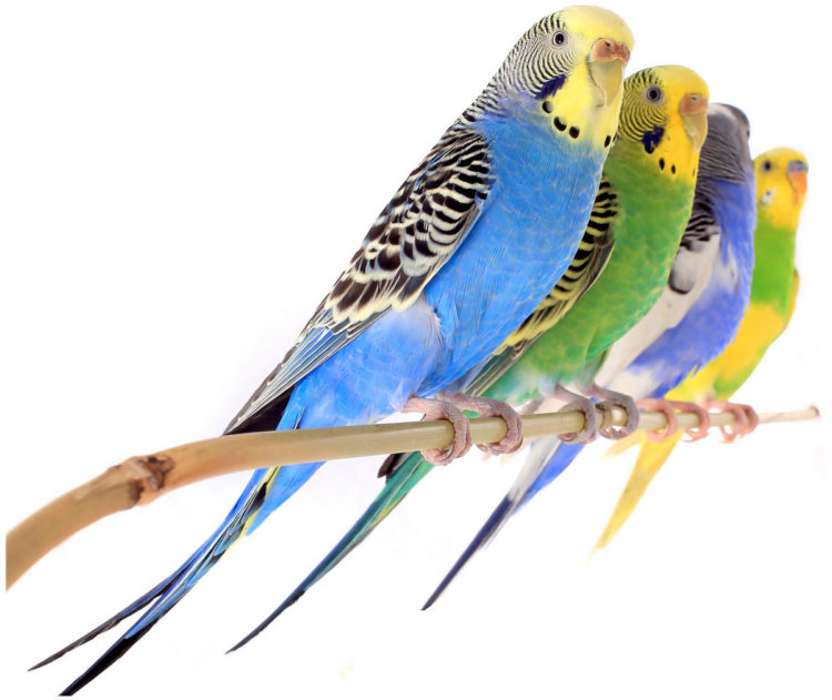 Parakeets on a branch