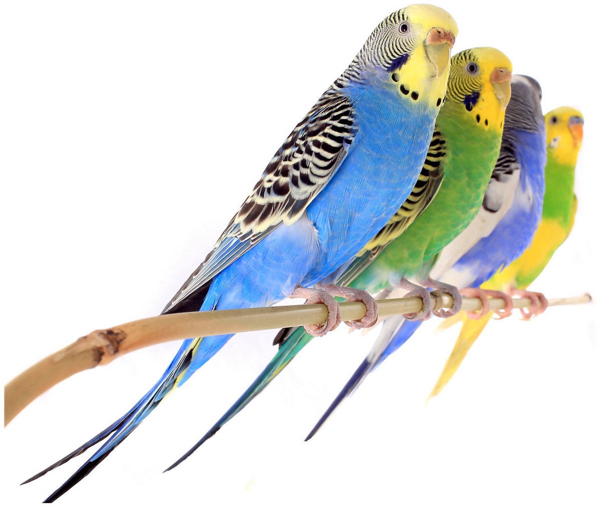 How Can You Tell If A Parakeet Is Male Or Female FindersFree Com   Parakeets On A Branch 