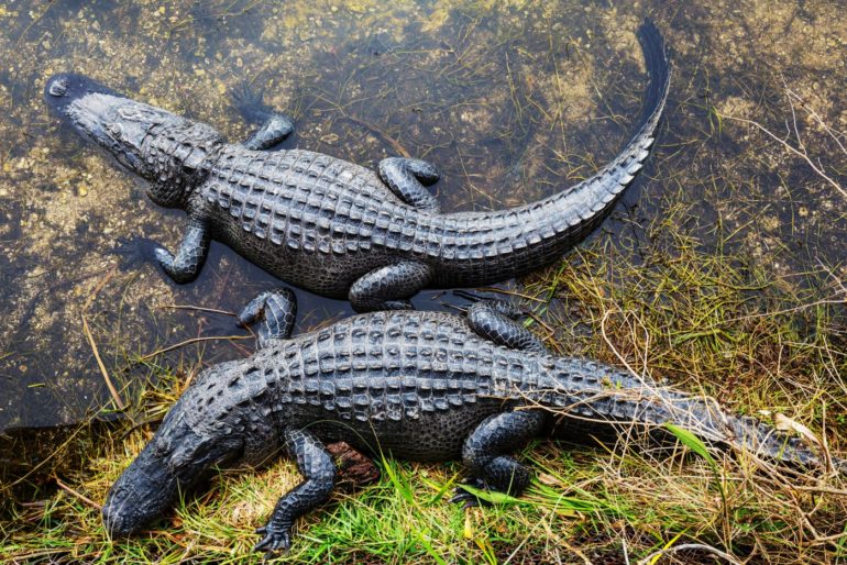 What’s the difference between crocodiles & alligators?