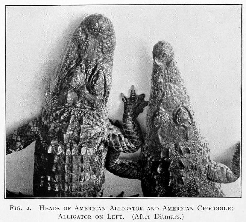 Photo from 'The alligator and its allies' by Albert Moore Reese (1915)