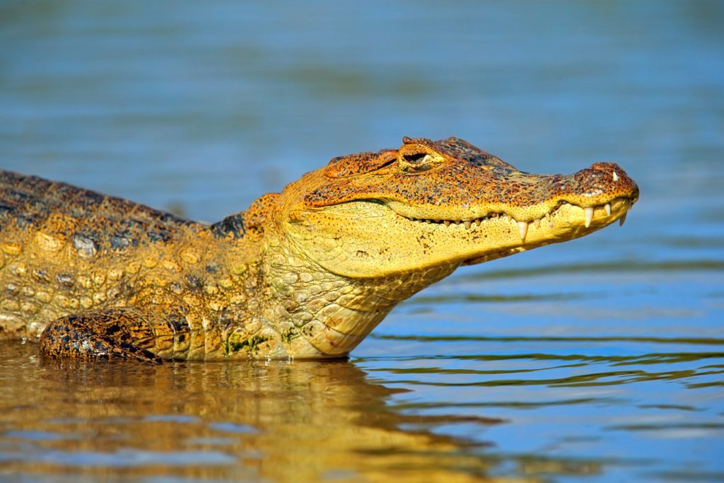 Yacare Caiman - Cano Negro, Costa Rica