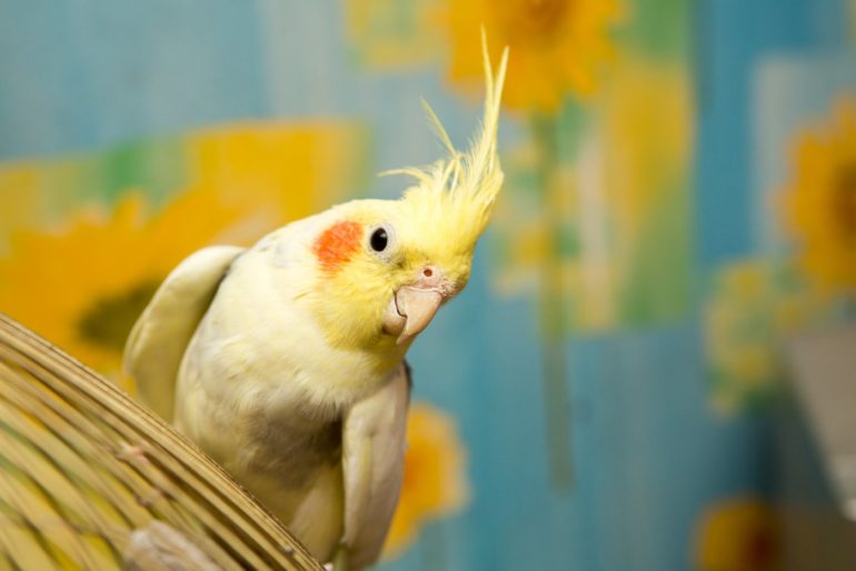 How do you teach a cockatiel to sing and whistle?