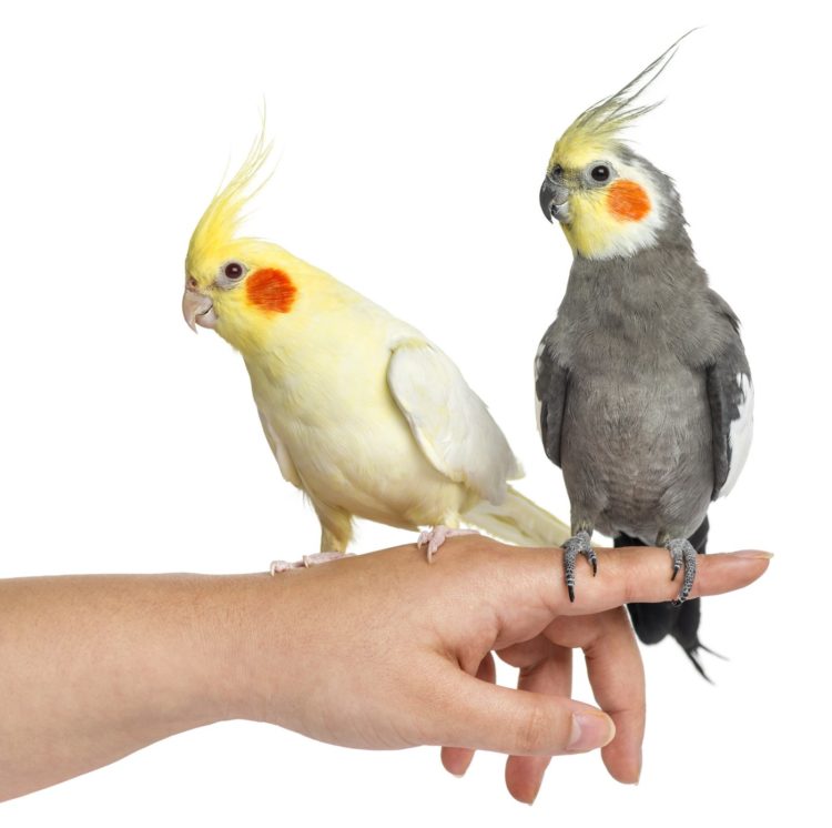 Two cute cockatiel birds sitting on a someone's hand