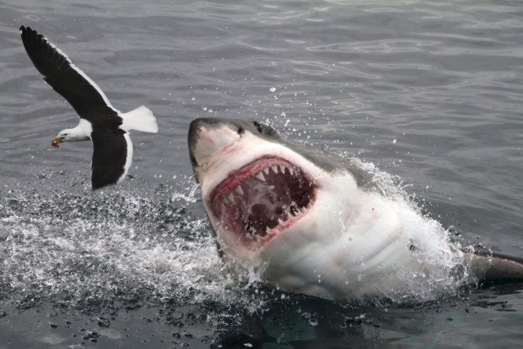 Great White shark attacking a seagull