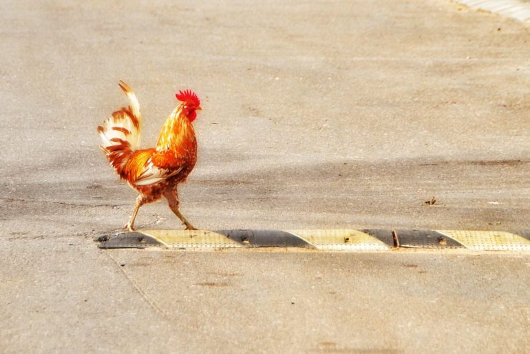 Where are the ‘Why did the chicken cross the road’ jokes from?
