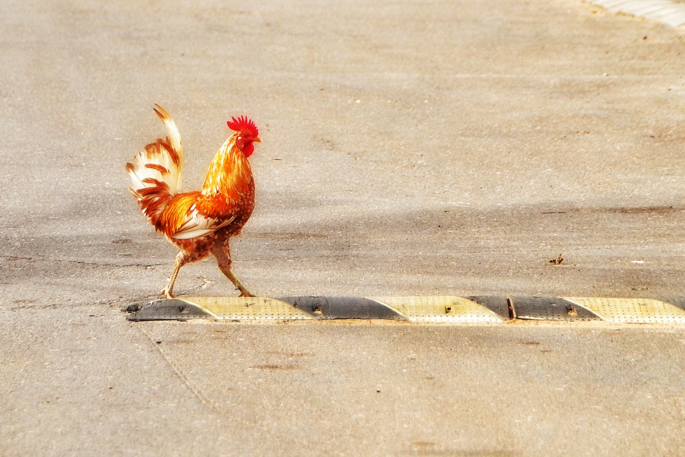 why did the chicken crossy the road