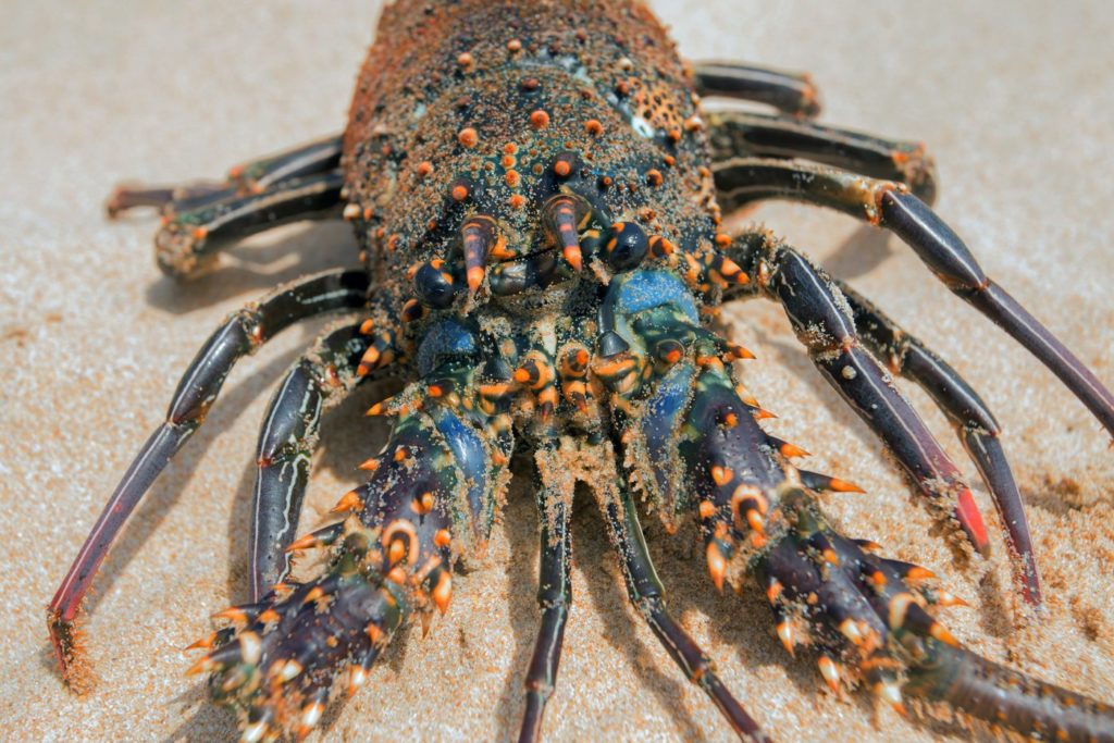 Live lobster on beach