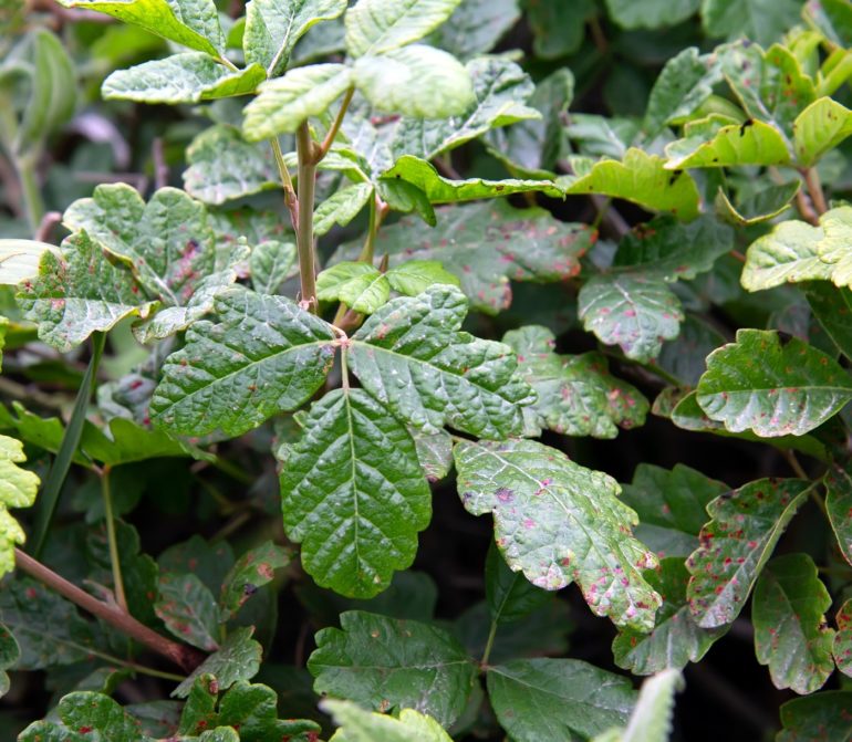 How can you avoid a rash from poison oak?