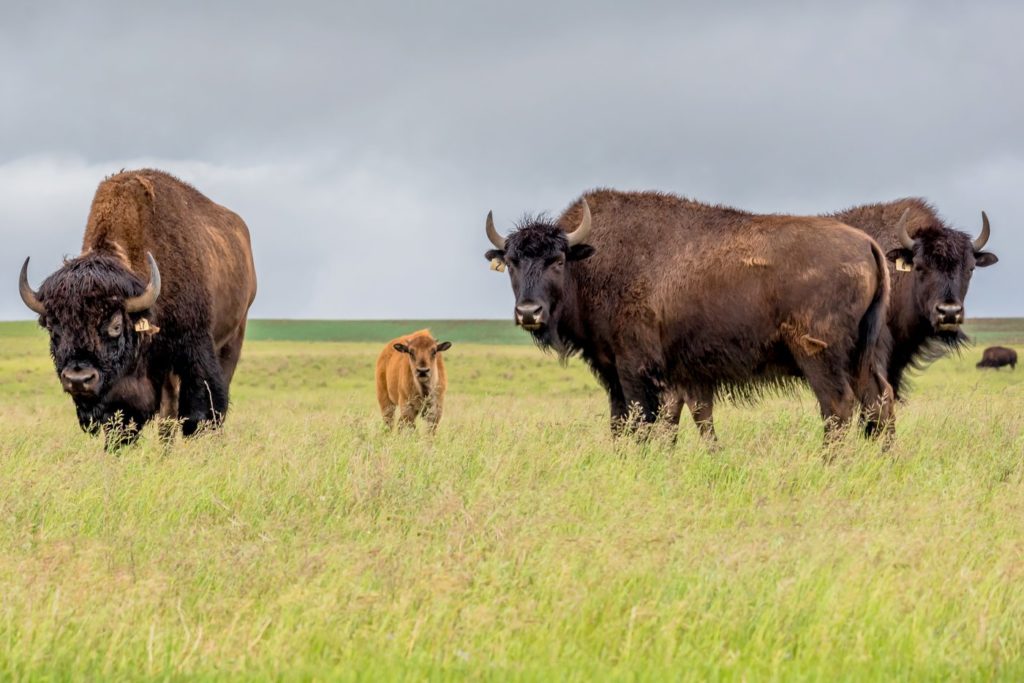 American bison and calf photo by ziaurasouthwest - Freepik