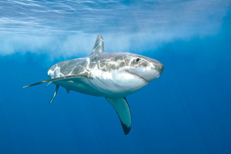 How many shark attacks are there each year?