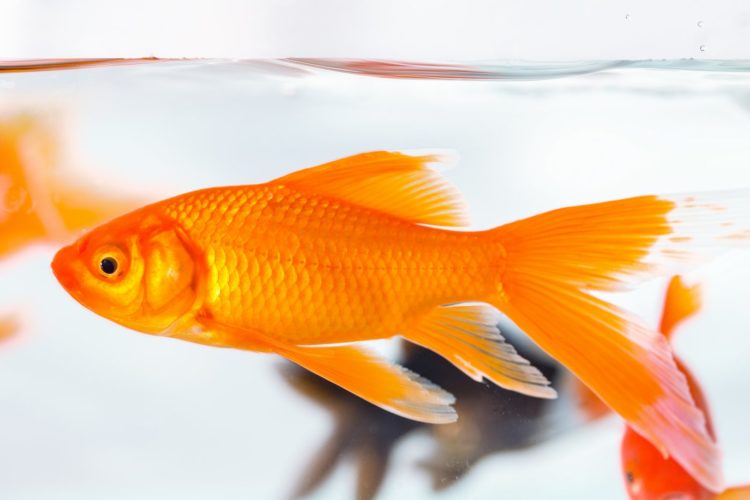 goldfish closeup in glass fish tank