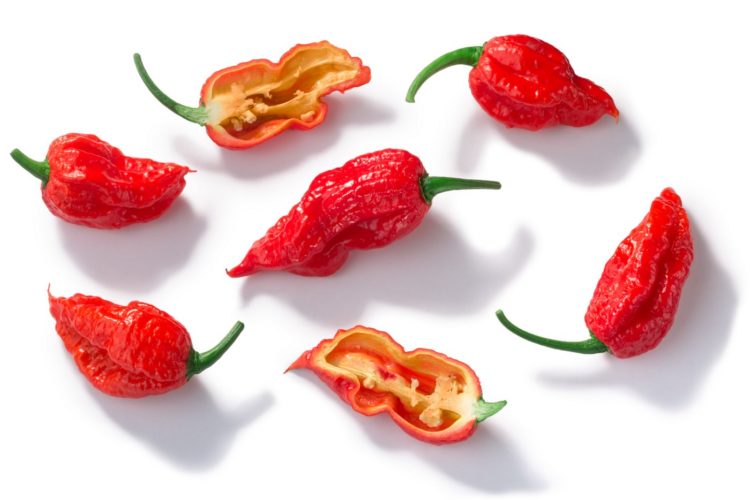 Bhut Jolokia ghost pepper c. chinense, paths, top