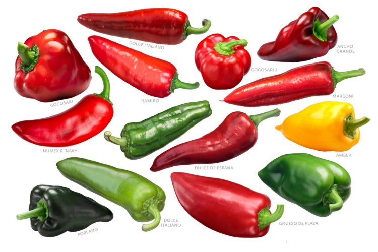 Sweet bell peppers collection, paths