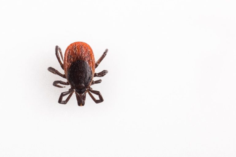 How can you remove a tick – and what’s the best way to avoid ticks in the first place?