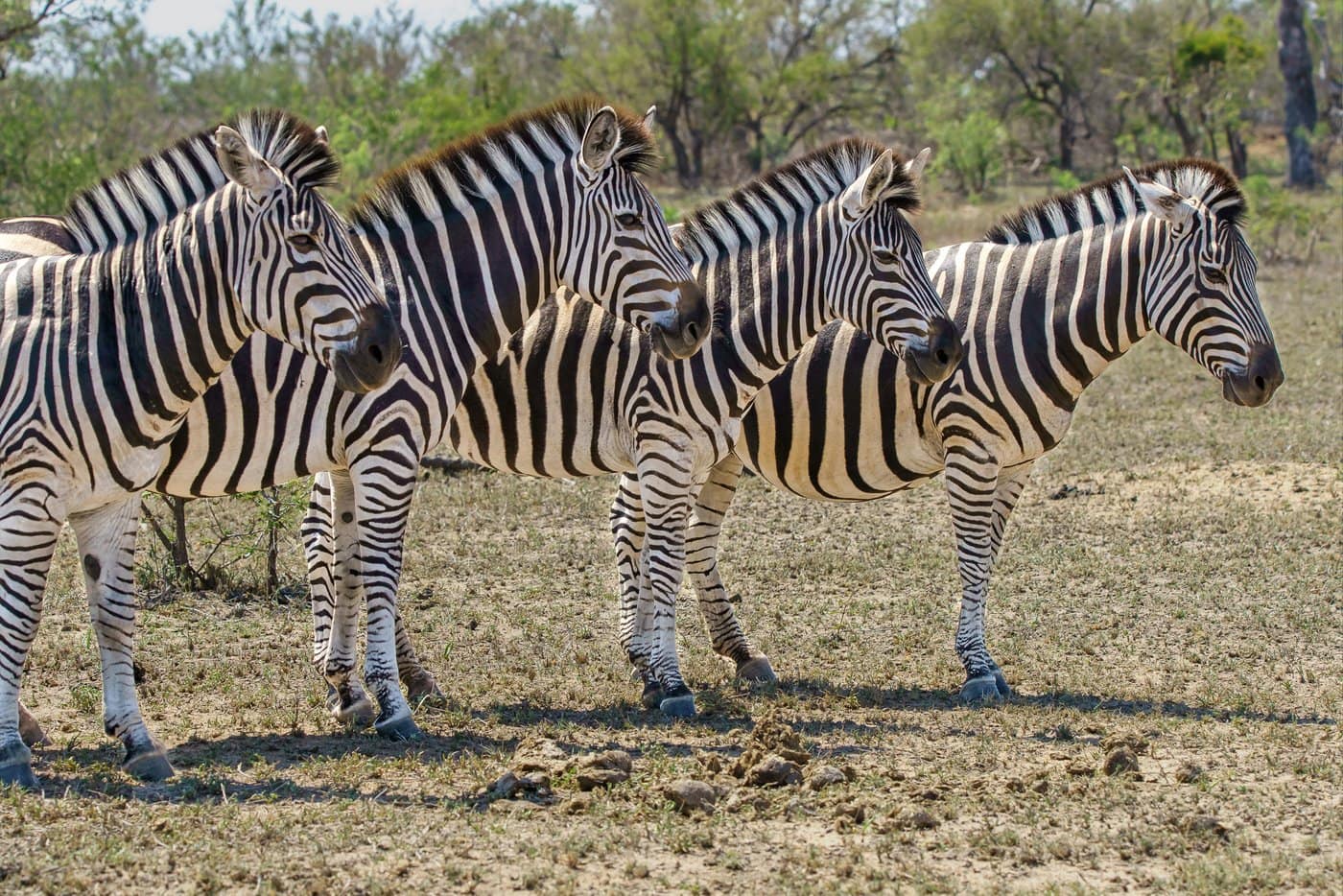 Adult zebras with stripes