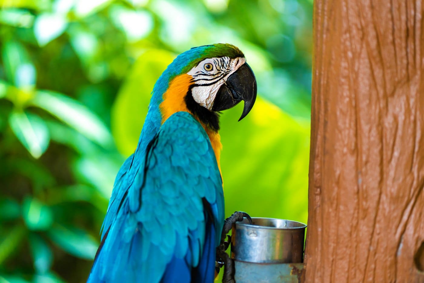 Blue yellow parrot macaw sitting on branch