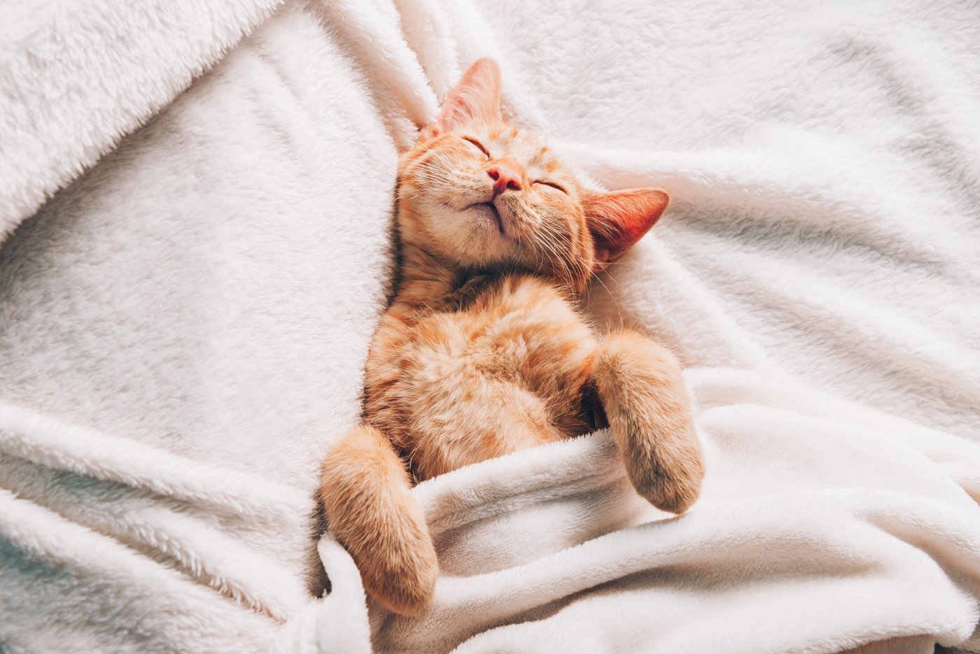 Cute ginger cat cuddled up in bed