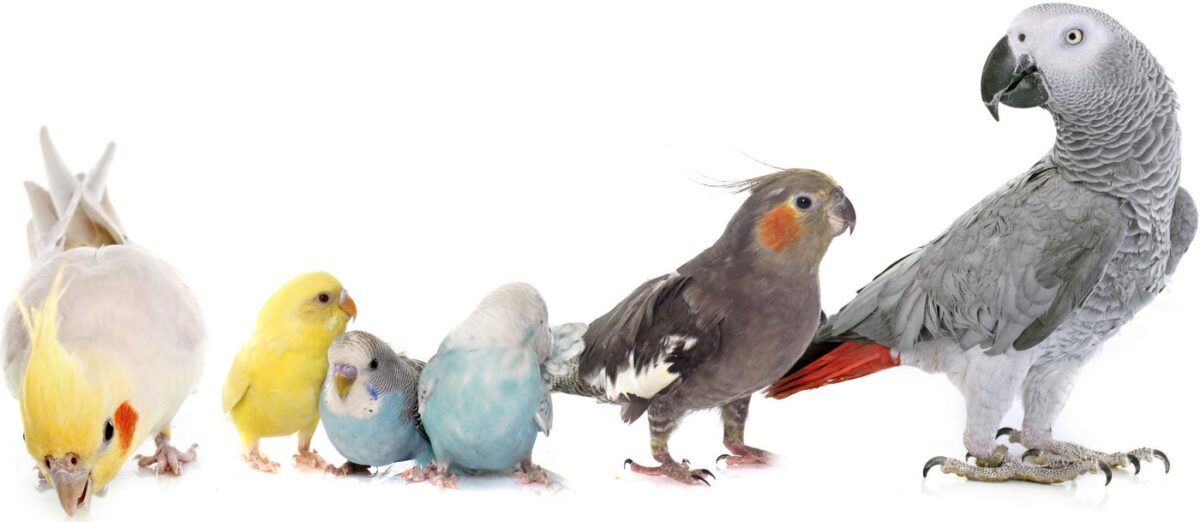 Can pet birds make you sick?