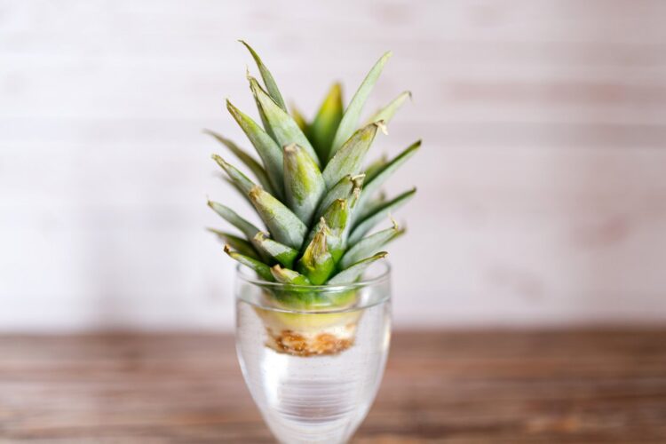 Rooting a pineapple crown to grow it