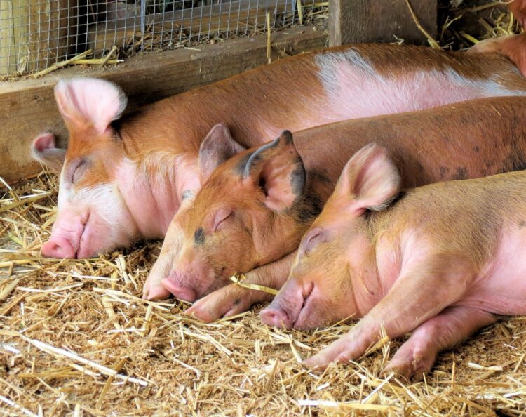 Sleeping pigs and piglets