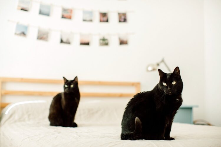 Two black cats on a bed waiting for treats