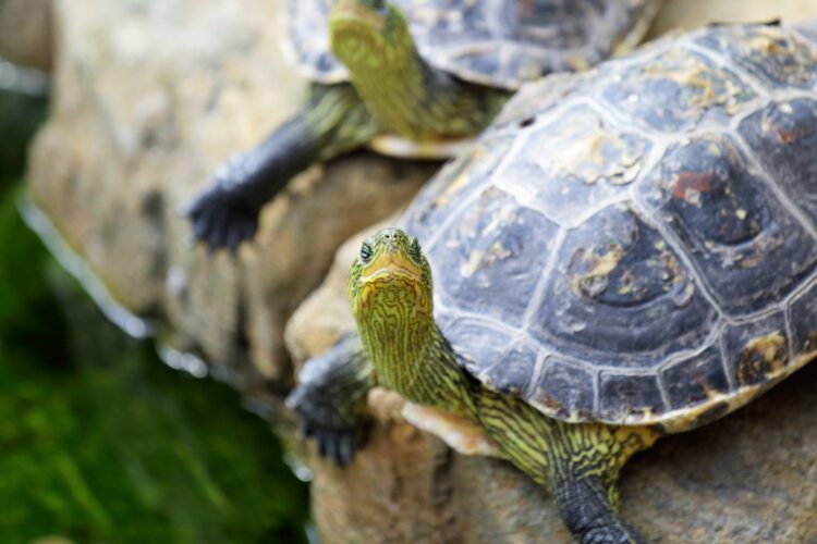 Two tortoises close-up